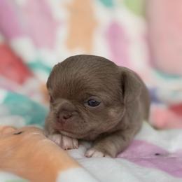 Vanya - Chocolate blue female Chihuahua puppy in Newport Beach, California from Exotic City Pomeranians and chihuahuas