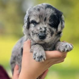 Hyacinth - Merle female Assorted Doodle Crosses puppy in Kansas City, Missouri from Beary GoldenDoodles