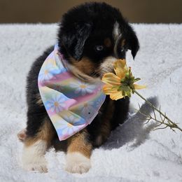 Miniature American Shepherd and Miniature Australian Shepherd Puppies from ATX Mini Aussies