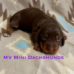 Ruffian - Chocolate and tan female Dachshund puppy in Carlsbad, Texas from MV Mini Dachshunds