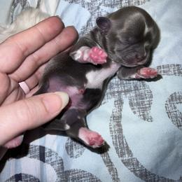 Shih Tzu Puppies from P&B Tzu Tribe