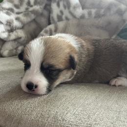 Girl 2 - Pembroke Welsh Corgi puppy from My Shepherd’s Dream Farm Corgis