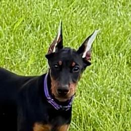 Daphne (Purple Collar) - Black and rust female Doberman Pinscher puppy in Centralia, Missouri from TopSpots Farm