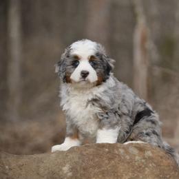 Australian Mountain Doodle, Bernedoodle, and Cavapoo Puppies from Cedar Wood Farms