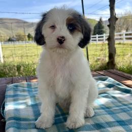 Goldie - Blue merle female Aussiedoodle puppy in Heber City, Utah from Junipersdoodles