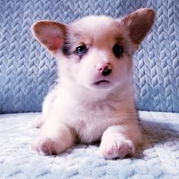 American Corgi and Pembroke Welsh Corgi Puppies from Whimsical Treasure Corgis