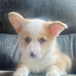 George - Red merle and white male American Corgi puppy in Adairsville, Georgia from Ingram's Corgis