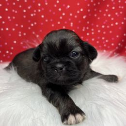 Pekingese Puppies from Crawford Ranch Canines