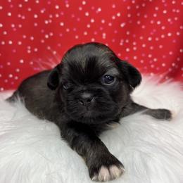 Pekingese Puppies from Crawford Ranch Canines