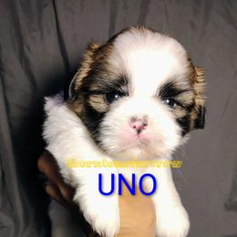 UNO - Tricolor male Shih Tzu puppy in Memphis, Tennessee from Thorntons Fur Crew
