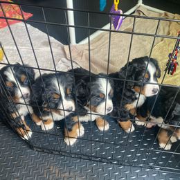 Bernese Mountain Dog Puppies from Benton County Berners