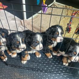 Bernese Mountain Dog Puppies from Benton County Berners