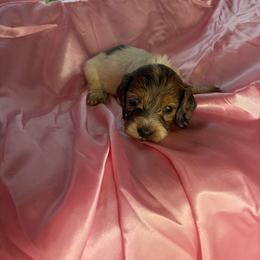Melissa - Piebald female Dachshund puppy in Lake City, Florida from My Ditzy Doxies of Florida