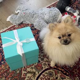 Pomeranian Puppies from My Secret Poms