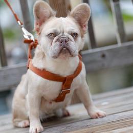 Jessica - French Bulldog
