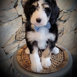 Bernedoodle Puppies from The Great Puppy Patch