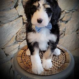 Bernedoodle Puppies from The Great Puppy Patch