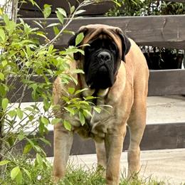 Reba - Mastiff
