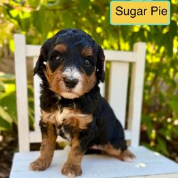 Sugar Pie - Phantom female Bernedoodle puppy in Midland, Michigan from Northern Charm Farm