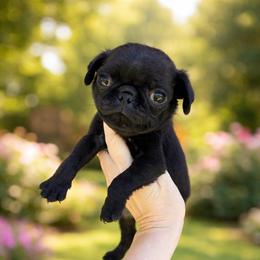 Rico - Black male Pug puppy in Yellville, Arkansas from Ozark Mountain Doodles & Pugs