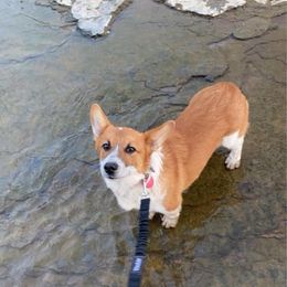 Pembroke Welsh Corgi Puppies from KBI FARM