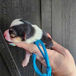 Tea Tree - White and black male Pembroke Welsh Corgi puppy in Fortine, Montana from North Star Pembroke Welsh Corgi's