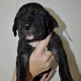 Rebel - Black and white female Great Dane puppy in Chapmansboro, Tennessee from Balthrop Bend Farms