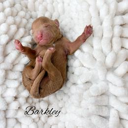 Barkley - Red  male Goldendoodle puppy in from Pink Poodles and Doodles