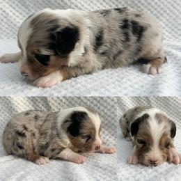 Blue Merle male 2 - Blue merle male Miniature Australian Shepherd puppy in Brooker, Florida from Honey, I Shrunk the Aussies