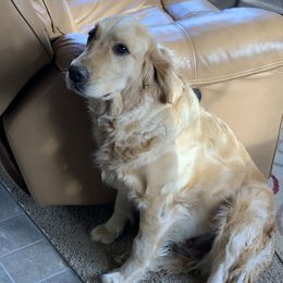 Penny - Golden Retriever