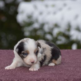Lt.Pink - Blue merle female Australian Shepherd puppy in Pilot, Virginia from Obsidian Australian Shepherd