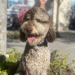 Bowie - Goldendoodle