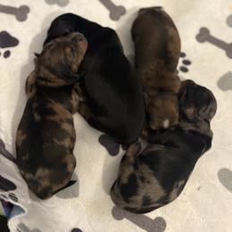Dachshund puppies from Beneath the Pines Mini Farm