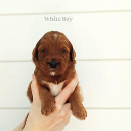 White boy - Red  male Goldendoodle puppy in Rio Linda, California from GoldendoodlePaw