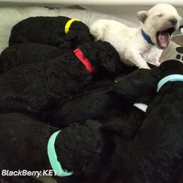Poodle Puppies from Magnificent Standards