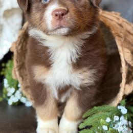 Elsie-has tail-many videos - Red tri-color female Australian Shepherd puppy in Troy, South Carolina from Australian Shepherds of 3/W Farms
