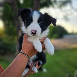 Tarragon - Black and white male Border Collie puppy in Dewey, Arizona from Fásach Stockdogs