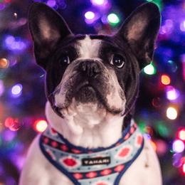 CC - French Bulldog