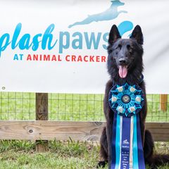Belgian Sheepdogs from Lycaon Belgian Groenendaels