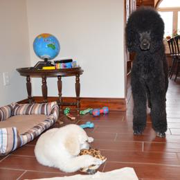 Poodle Puppies from D and D Standard Poodles