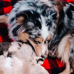 Lucky - Miniature American Shepherd