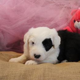 AKC Molly - Gray and white female Old English Sheepdog puppy in Fair Grove, Missouri from Prata's OES