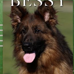 Bessy - German Shepherd