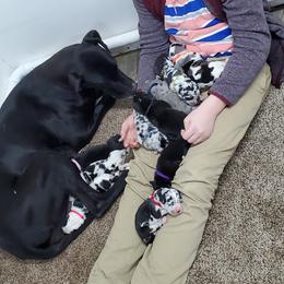Great Dane Puppies from HCR Great Danes