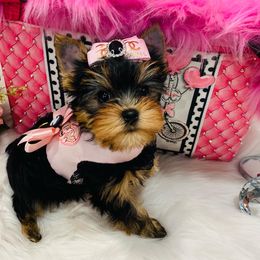 Yorkshire Terrier Puppies from Green Mountain Designer Yorkies