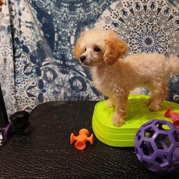 Boomer - Cream male Poodle puppy in Templeton, Pennsylvania from Precious Poodle Babies