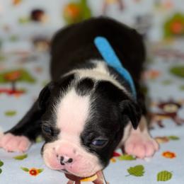 Turquiose ribbon - Black and white male Boston Terrier puppy in Cedar Hill, Texas from Baldwins Boston Terriers