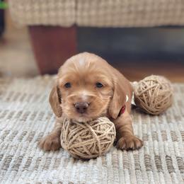 AKC Meet Red :) - Red male Dachshund puppy in Centerville, Iowa from Barnyard Dachshunds, Dals & Doodles