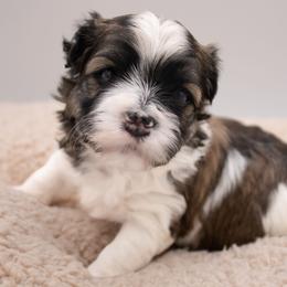 Olaf - Red sable male Havanese puppy in Hendersonville, North Carolina from Grayfinn House