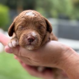 Luca- black collar - Red  male Goldendoodle puppy in Yuciapa, California from AlltheDoodlez_